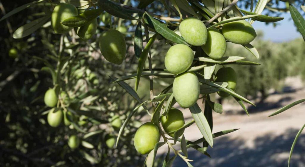 Royal de Cazorla: from being a marginal cultivar to becoming the standard-bearer of olive-growing sophistication