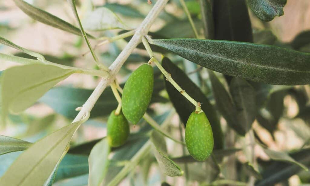 The Rojal Olive: Tarragona Hidden Treasure